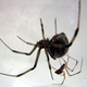 Brown widow spiders in the act of mating.